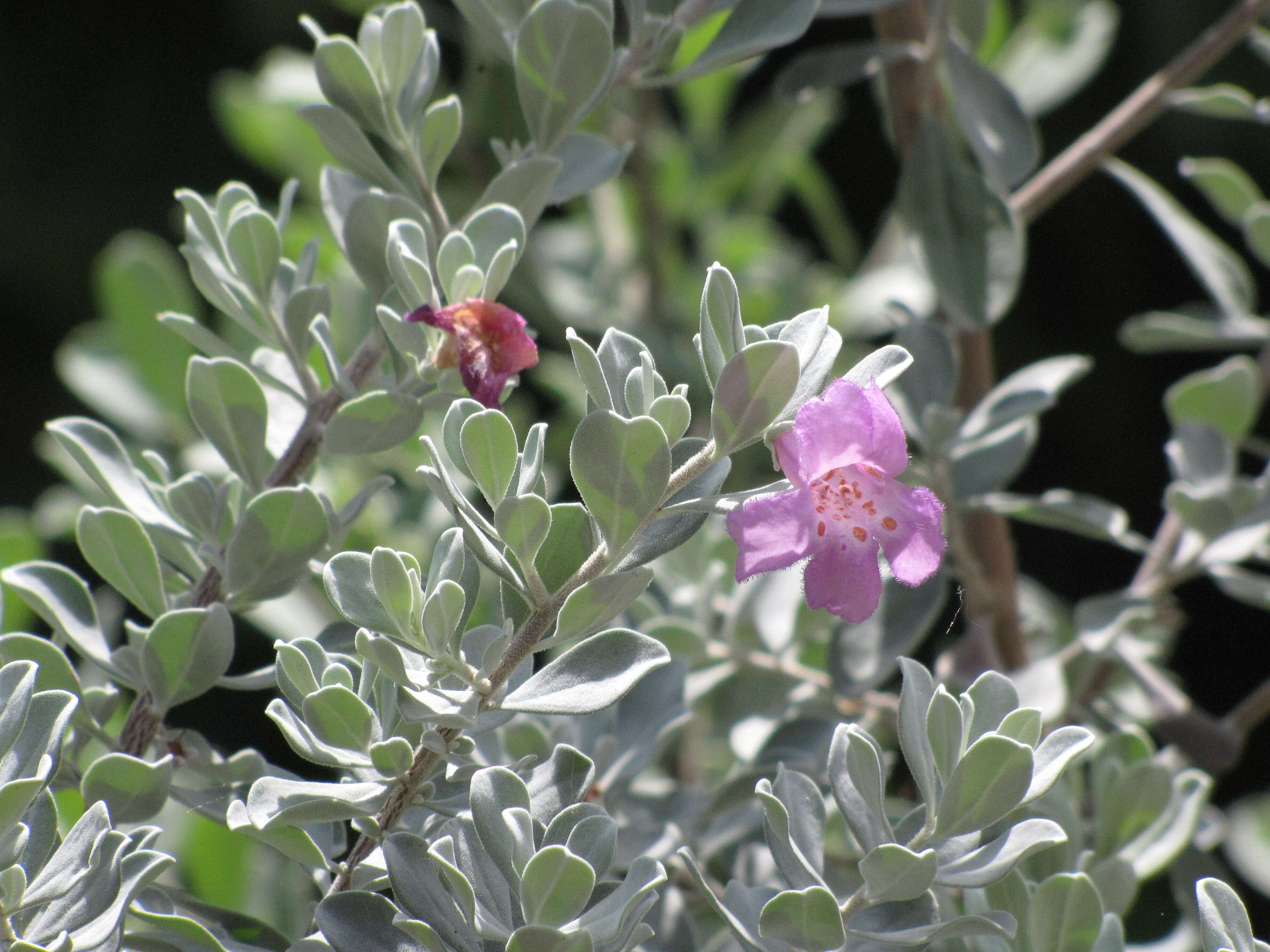 Imagem de Leucophyllum frutescens (Berl.) I. M. Johnston