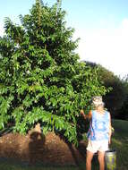 Image of soursop