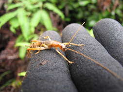 Image de Cibotium menziesii Hook.