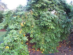 Plancia ëd Averrhoa carambola L.