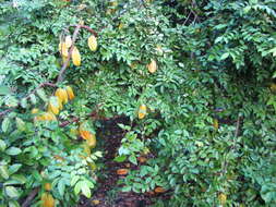 Image of carambola