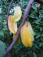 Image of carambola