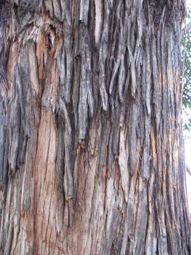 Image of southern mahogany