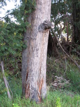 Image of southern mahogany