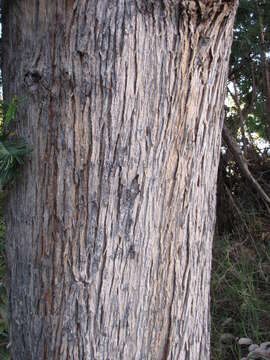 Image of southern mahogany