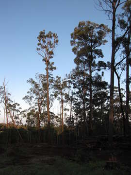 Image of southern mahogany