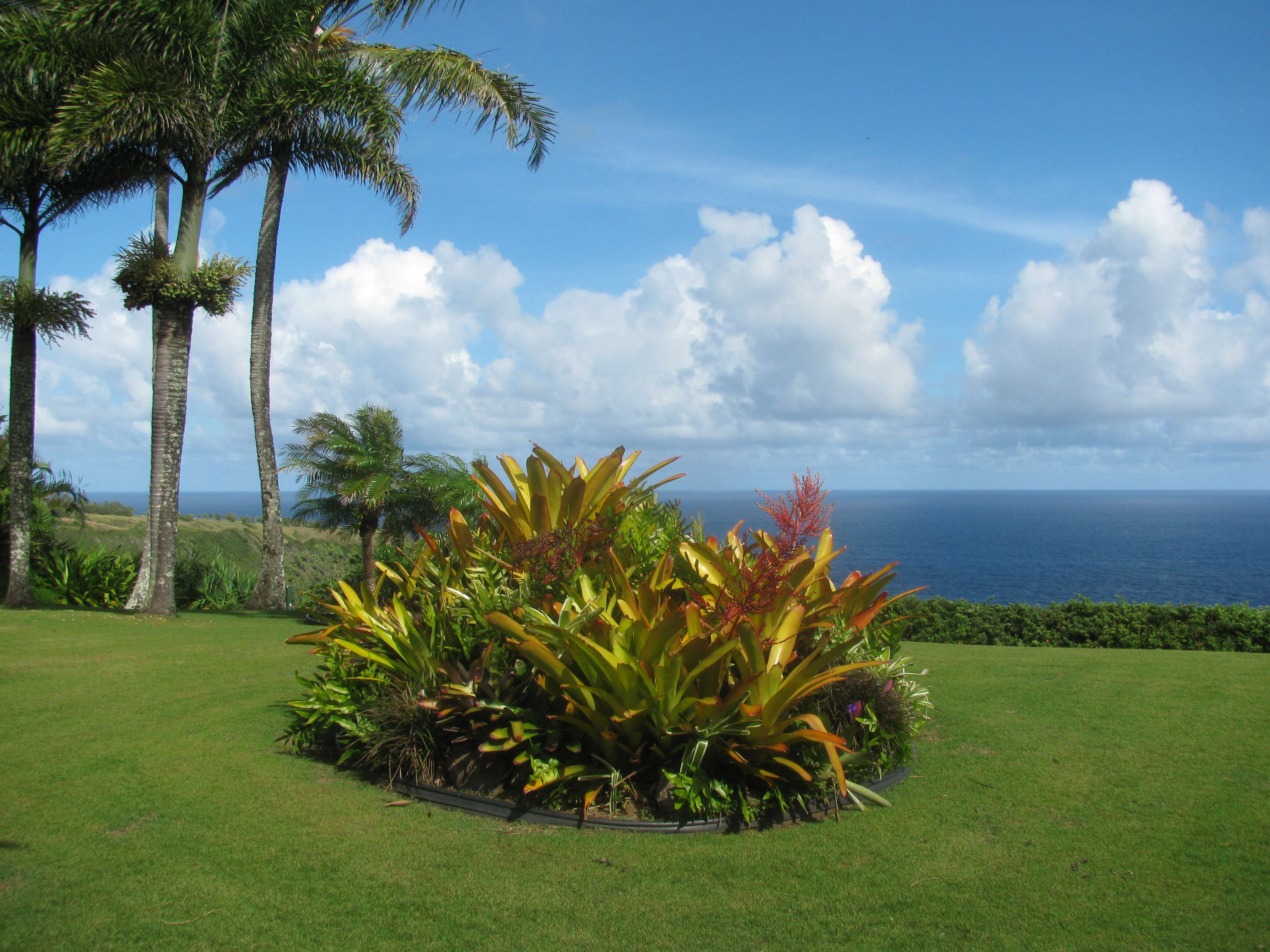 Image of Bromeliad