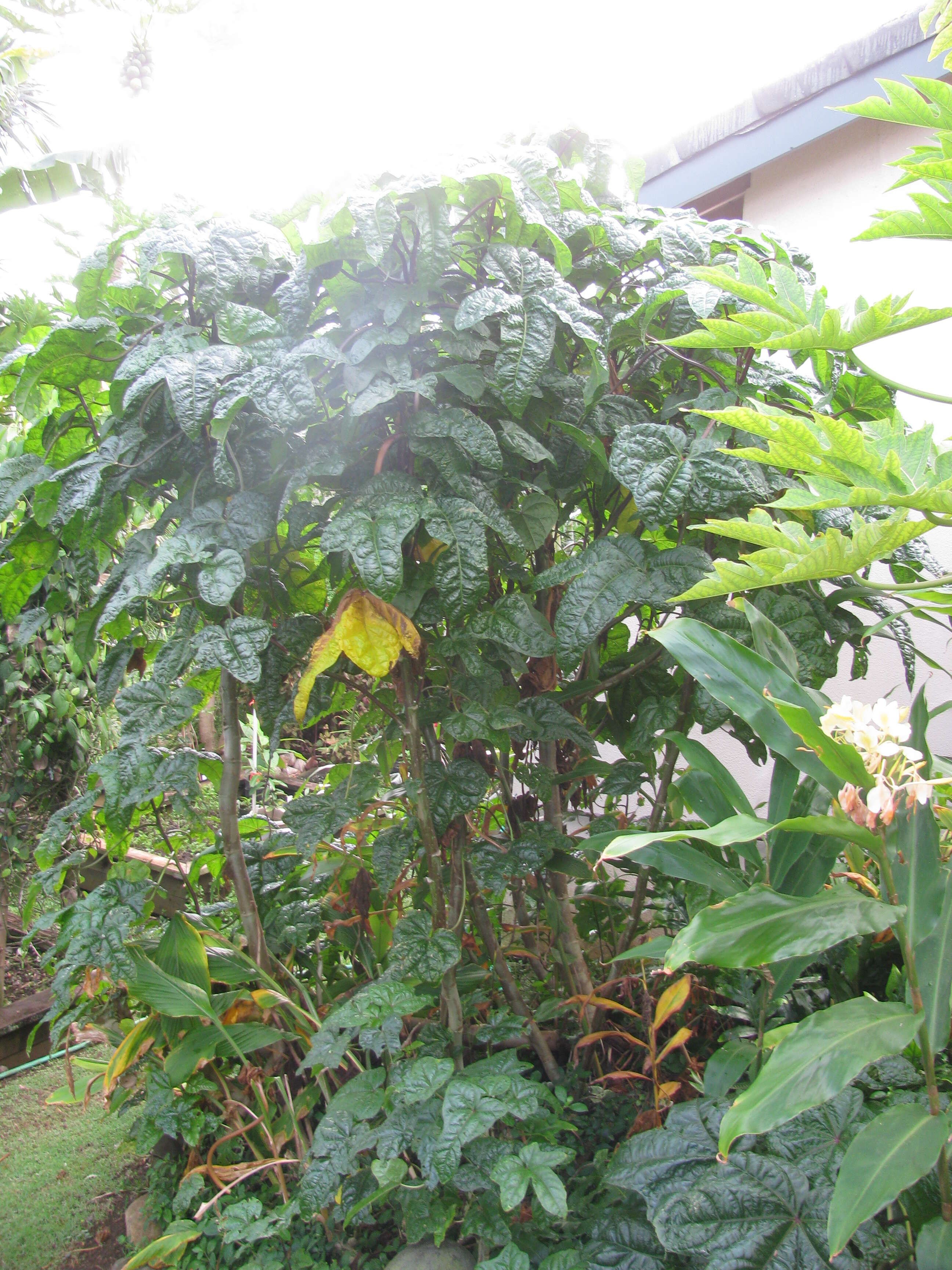 Image of manioc hibiscus
