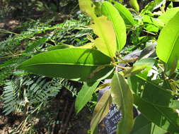 Image of Java plum