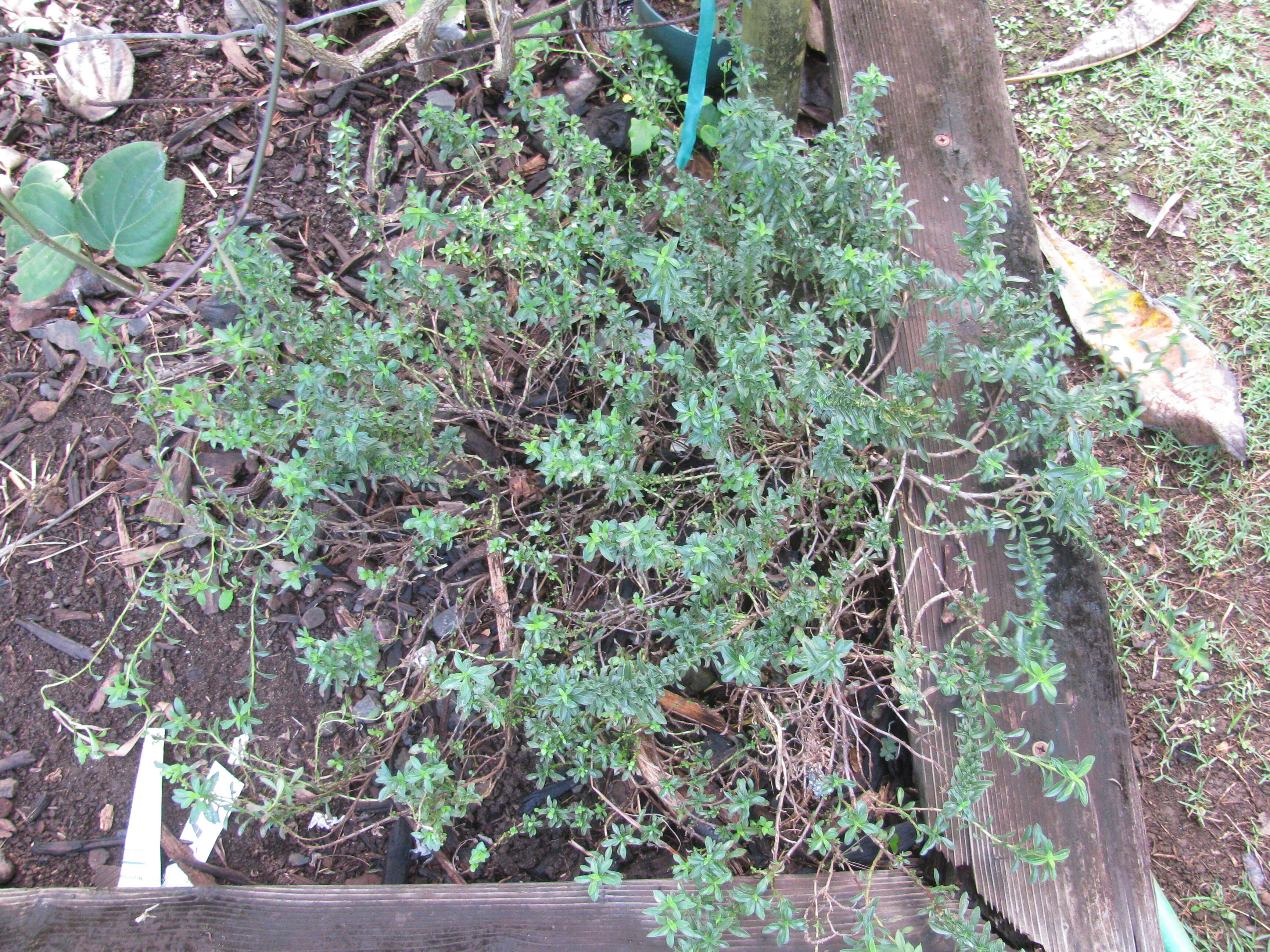 Image of summer savory