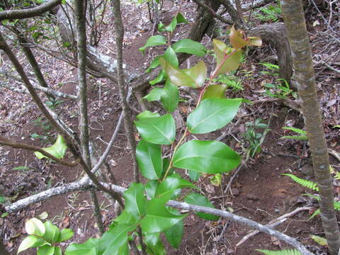 Image of Xylosma hawaiiensis