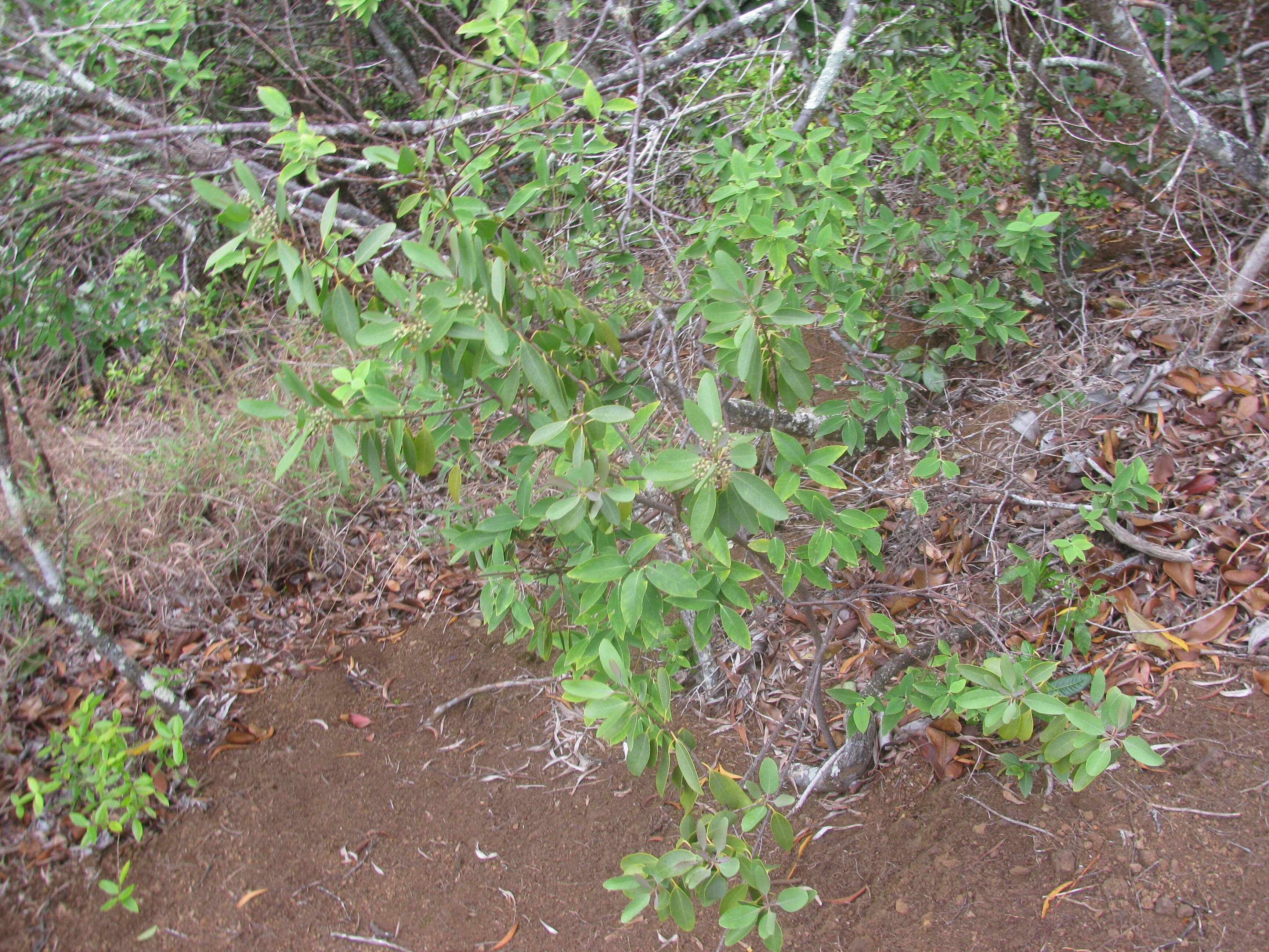 Image of coastal sandalwood