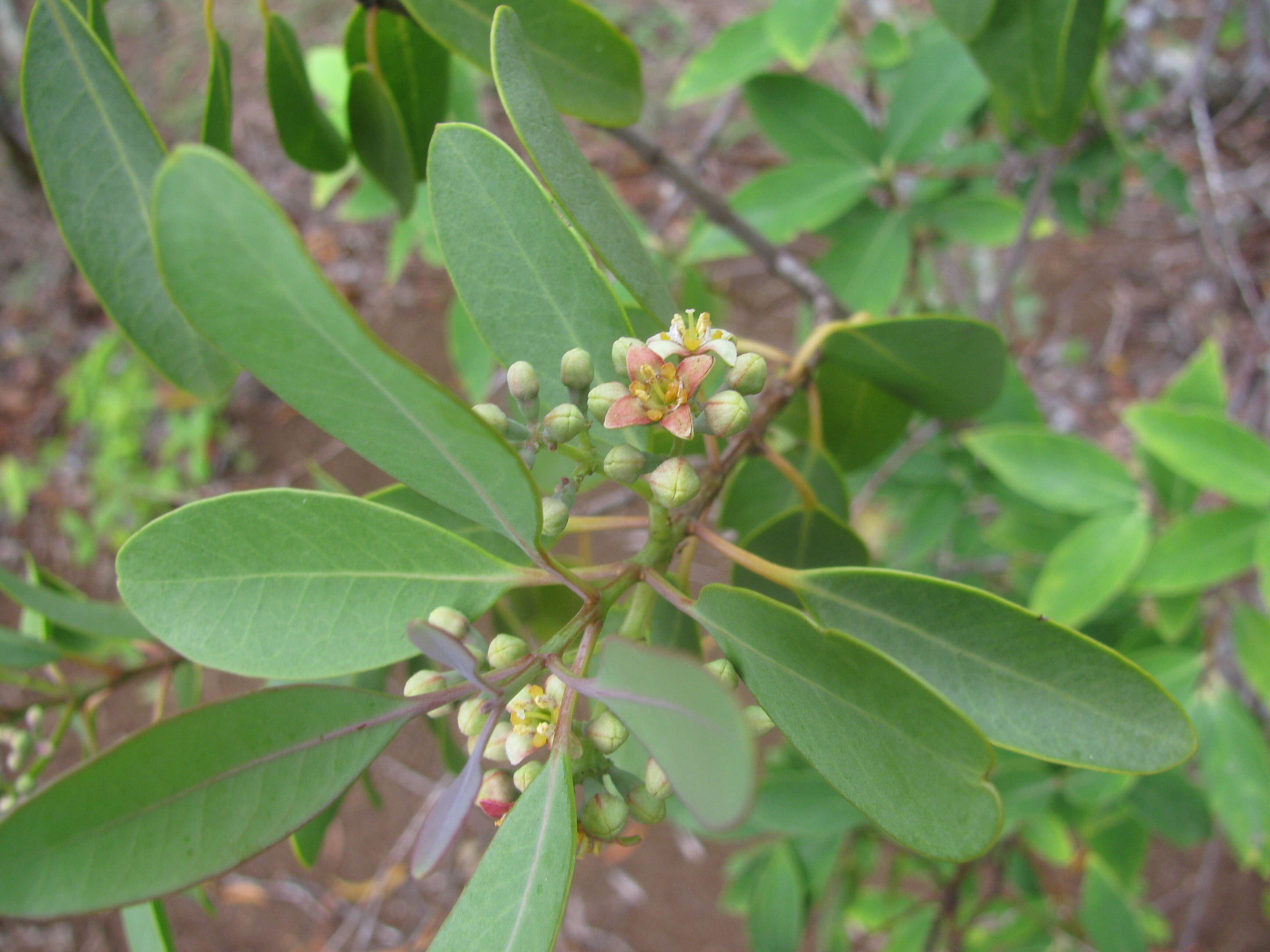 Image of coastal sandalwood