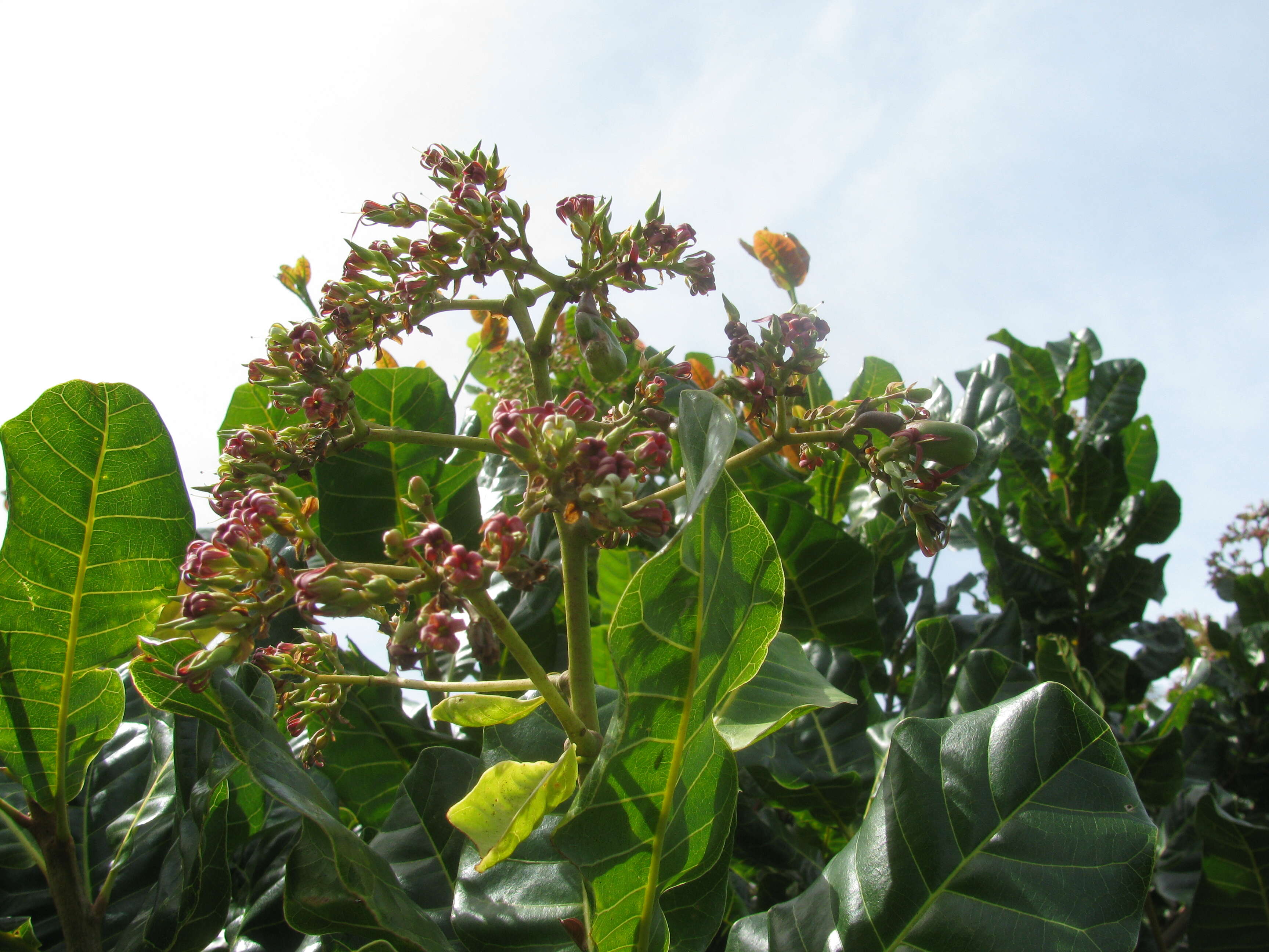 Image of cashew