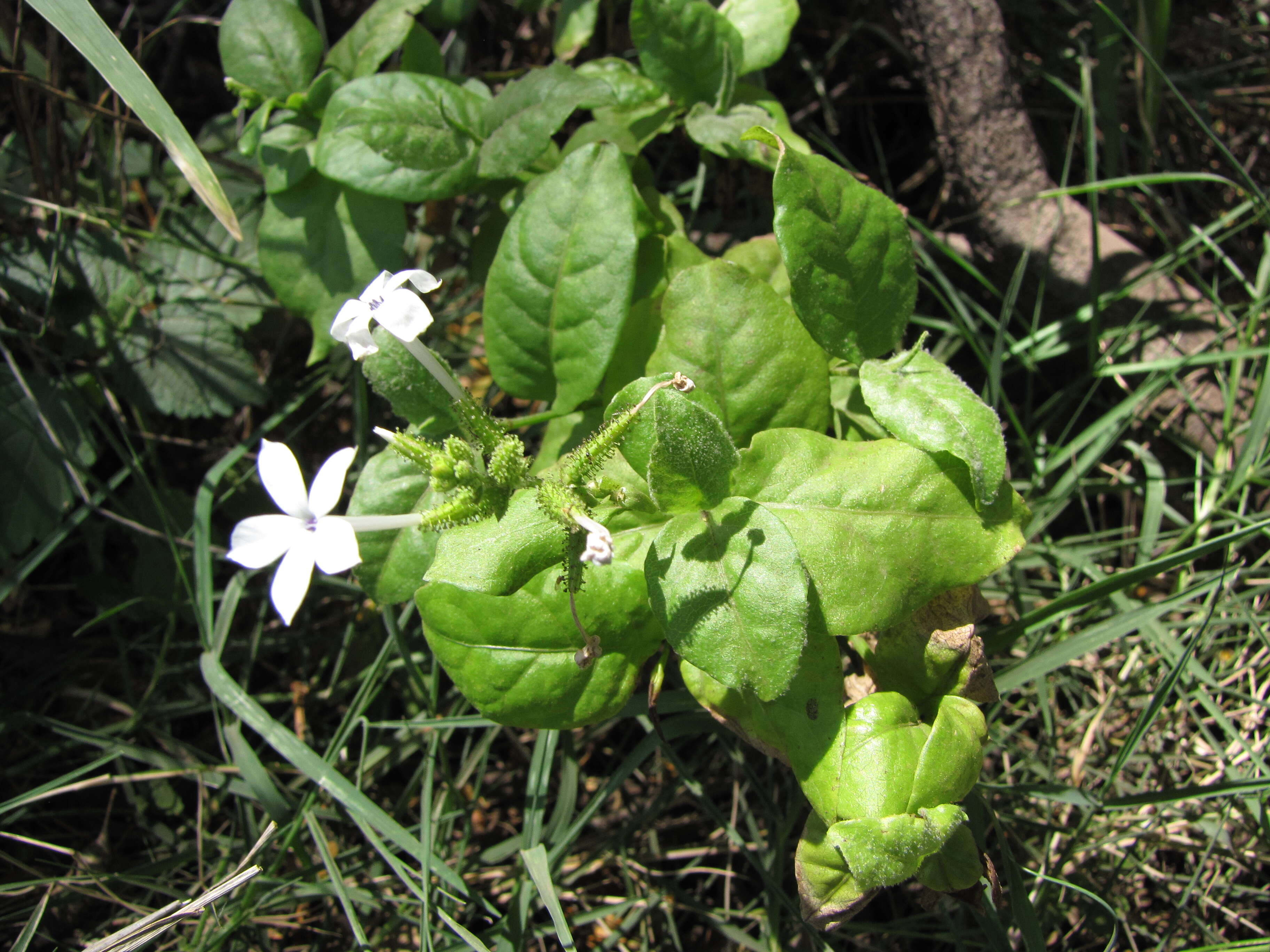 Image of wild leadwort