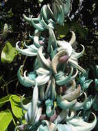 Image of Jade Vine