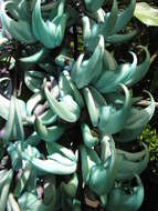 Image of Jade Vine