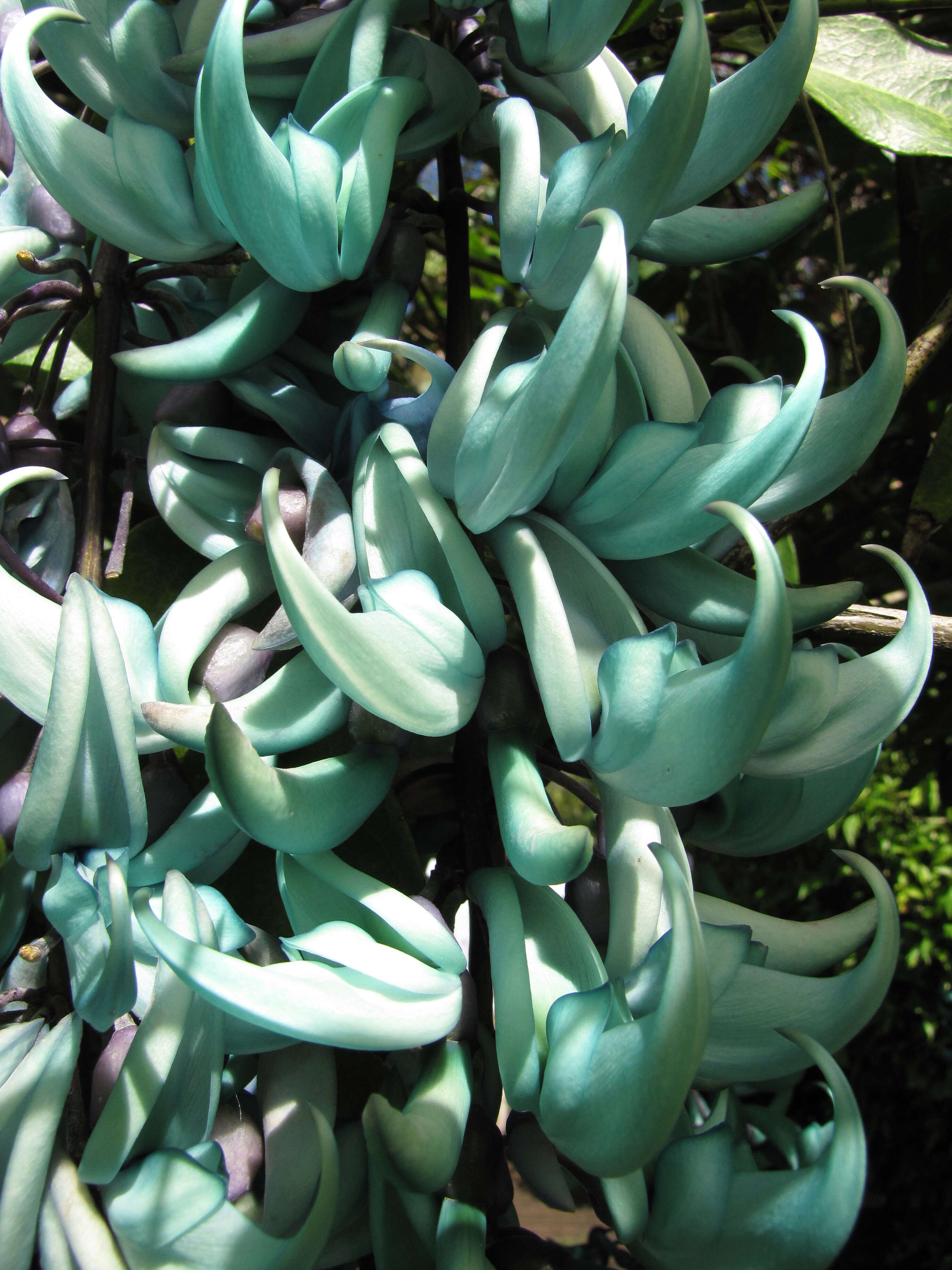 Image of Jade Vine