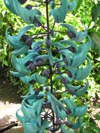 Image of Jade Vine