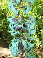 Image of Jade Vine