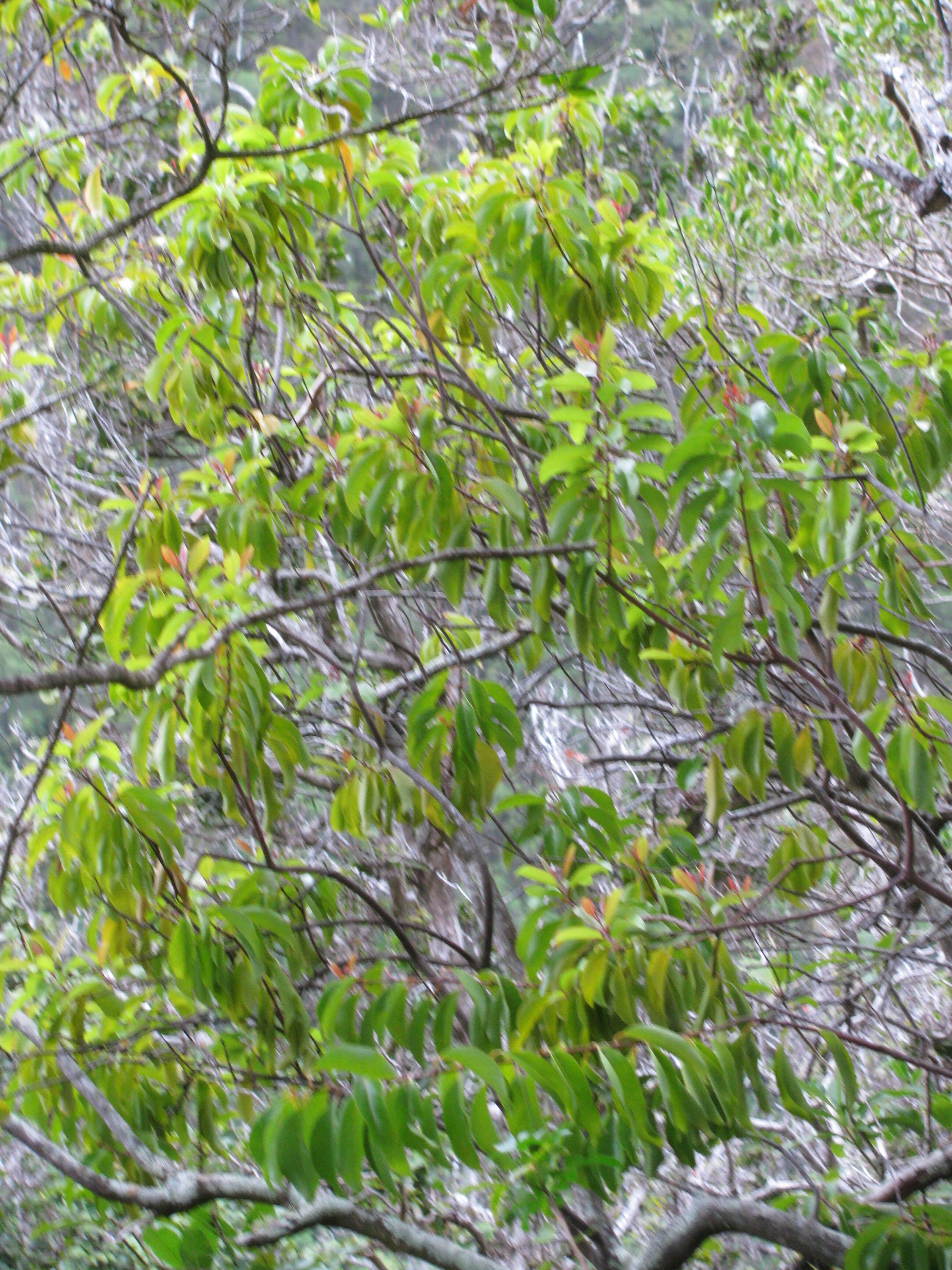 Image of Haleakala sandalwood