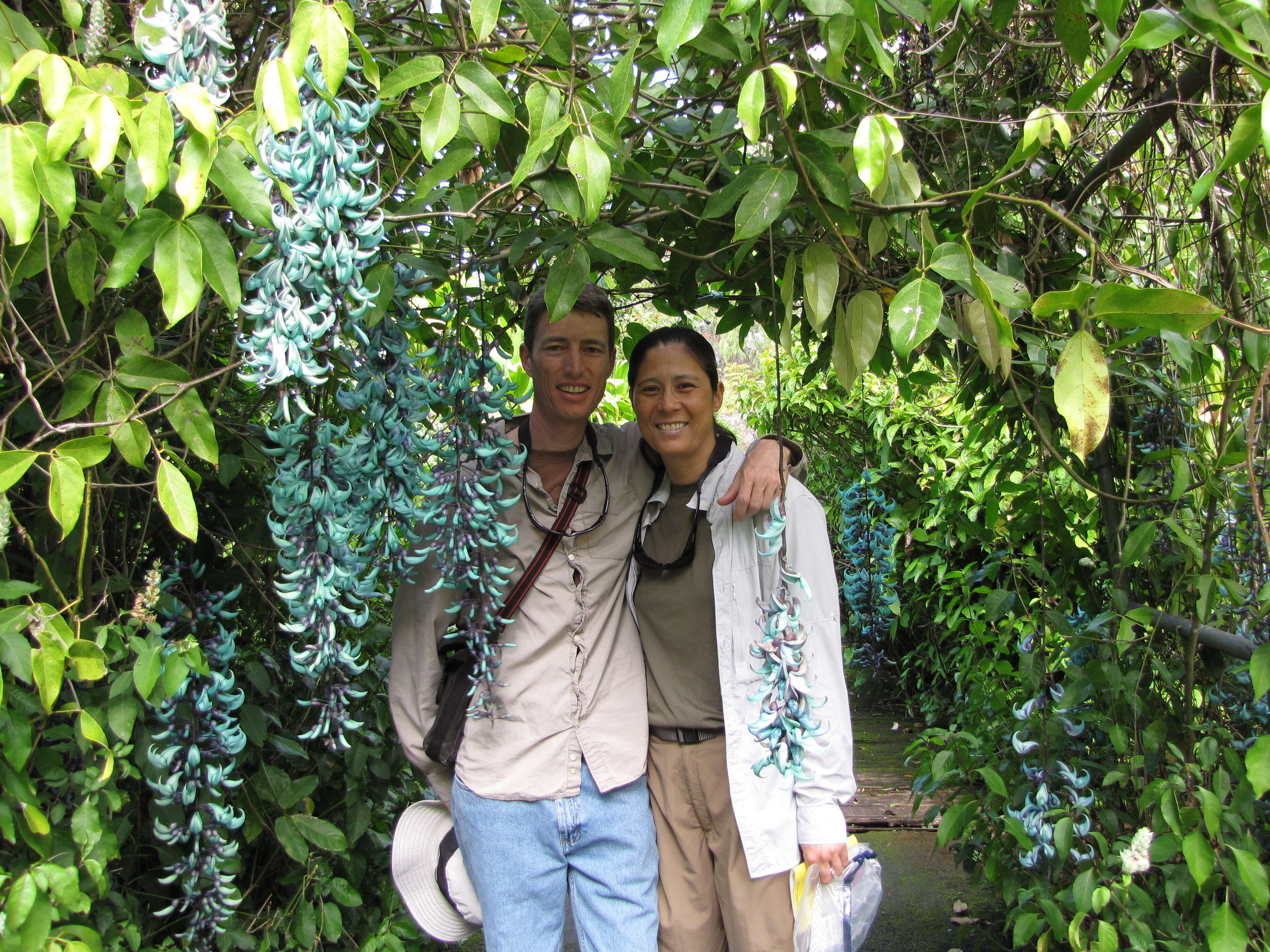 Image of Jade Vine