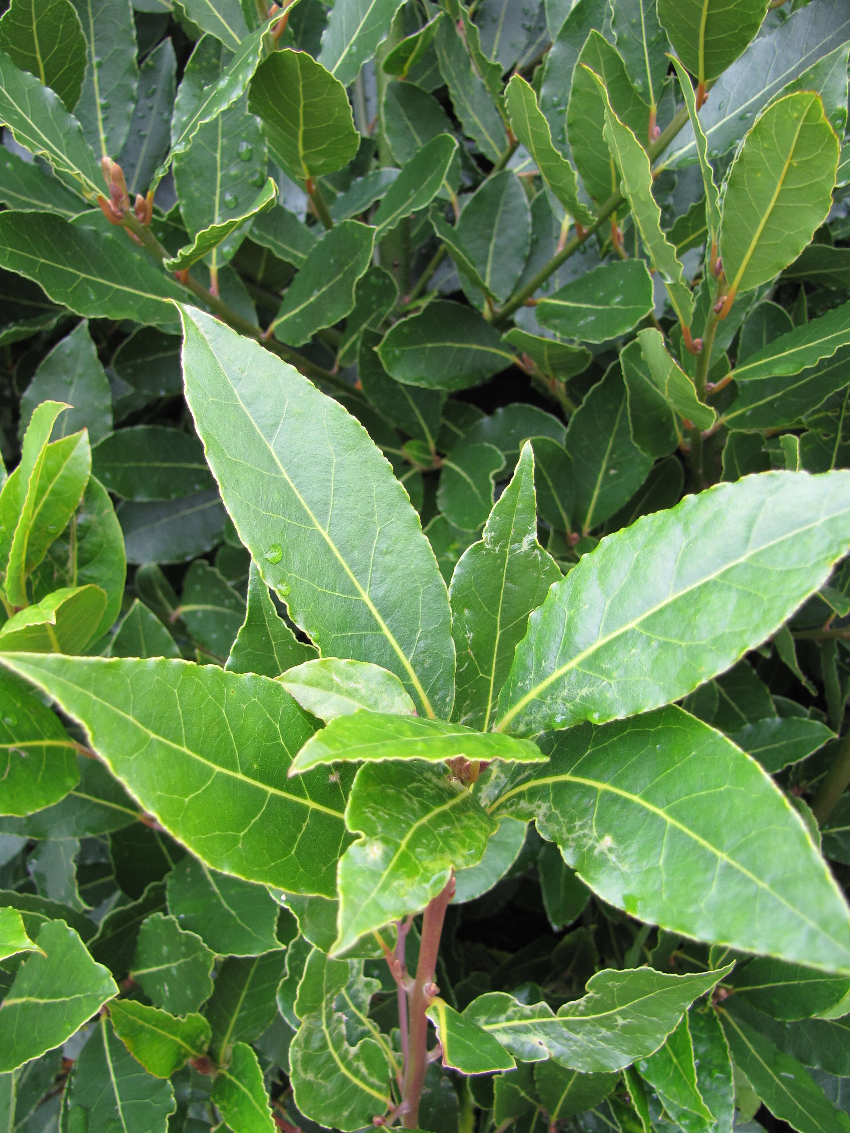 Image of Laurus Nobilis