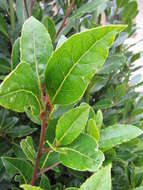 Image of Laurus Nobilis