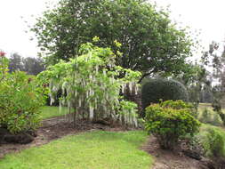 Image of Japanese wisteria