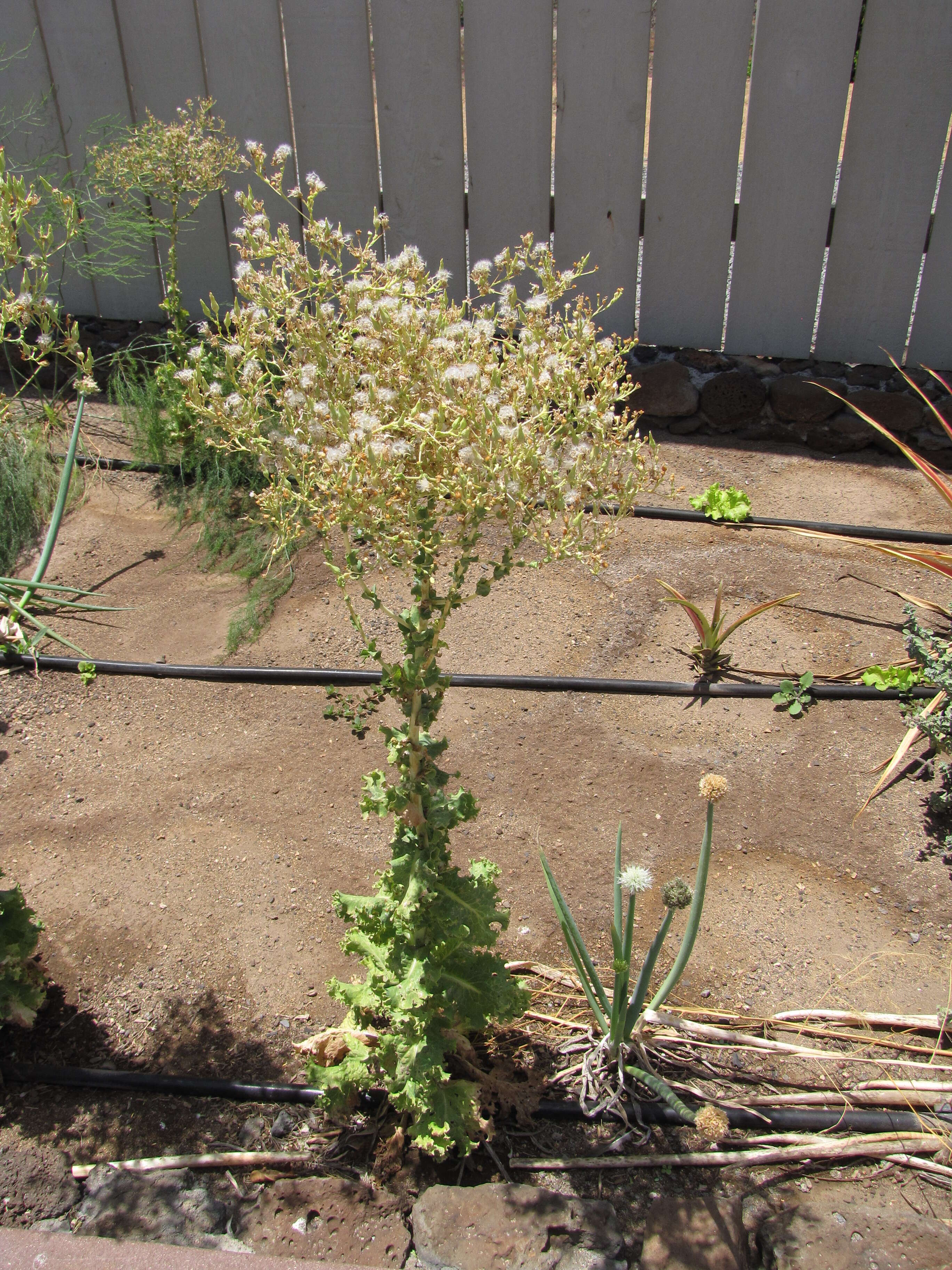 Image of garden lettuce