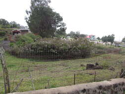 Image of velvet groundsel