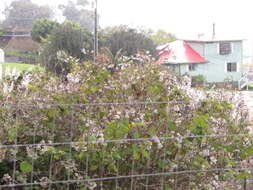 Image of velvet groundsel