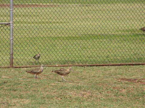 Image of Bristle-thighed Curlew