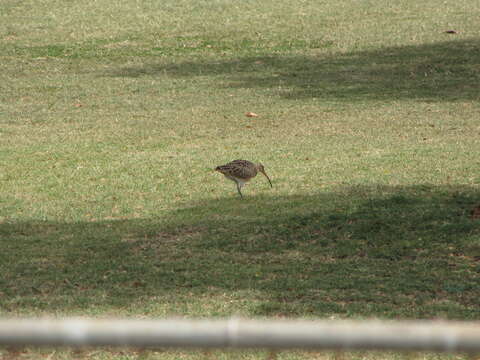 Image of Bristle-thighed Curlew