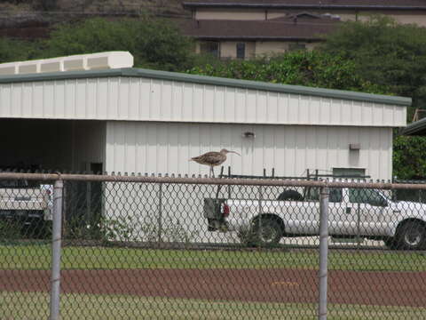 Image of Bristle-thighed Curlew