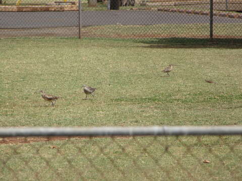 Image of Bristle-thighed Curlew