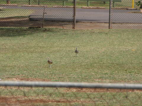 Image of Bristle-thighed Curlew