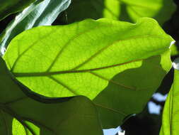 Image of fiddle-leaf fig