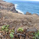 Imagem de Bidens mauiensis (A. Gray) Sherff