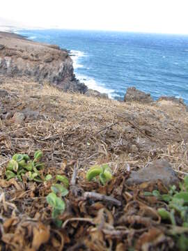 Imagem de Bidens mauiensis (A. Gray) Sherff