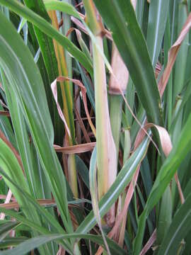 Imagem de Pennisetum alopecuroides