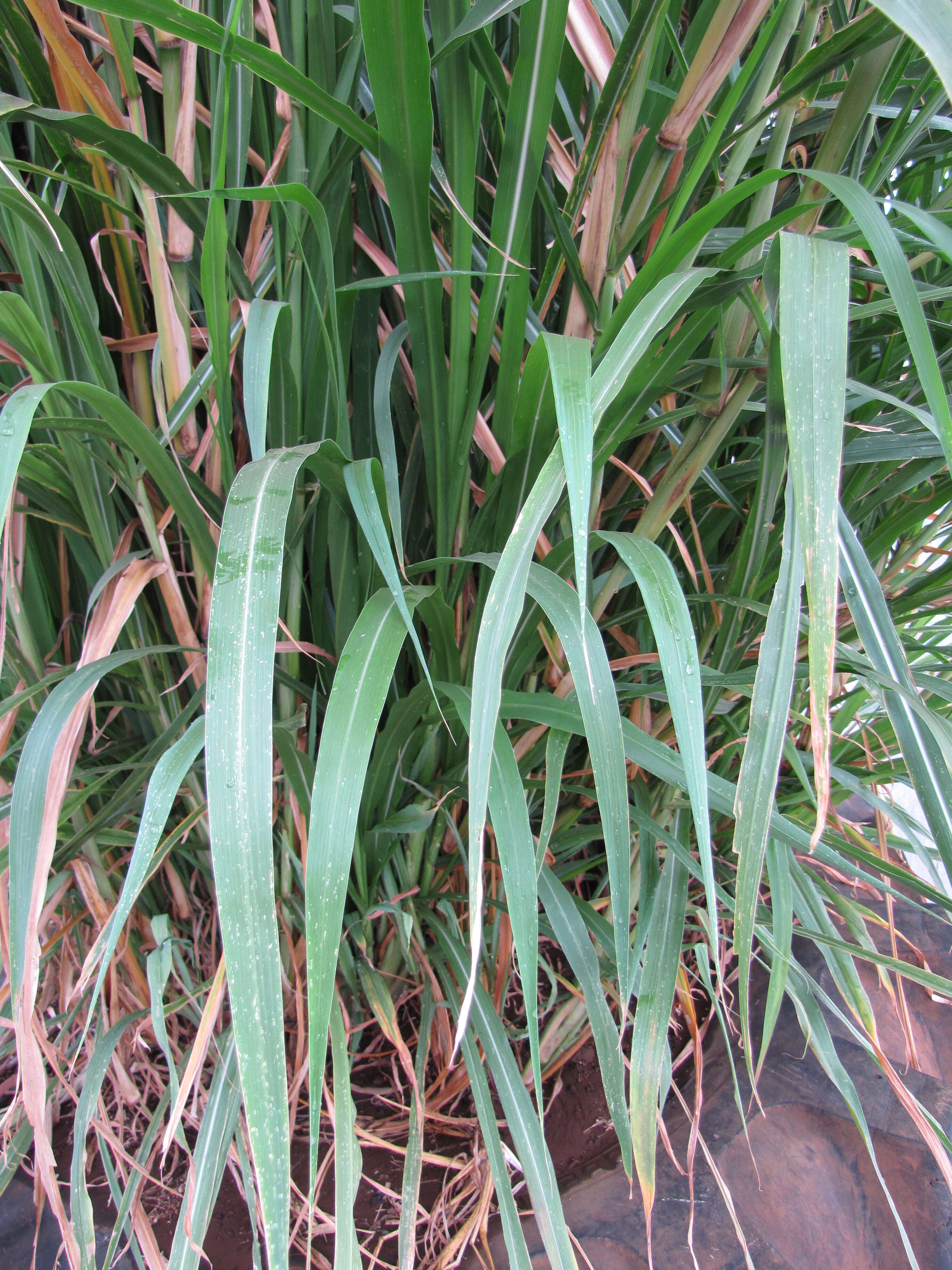 Imagem de Pennisetum alopecuroides