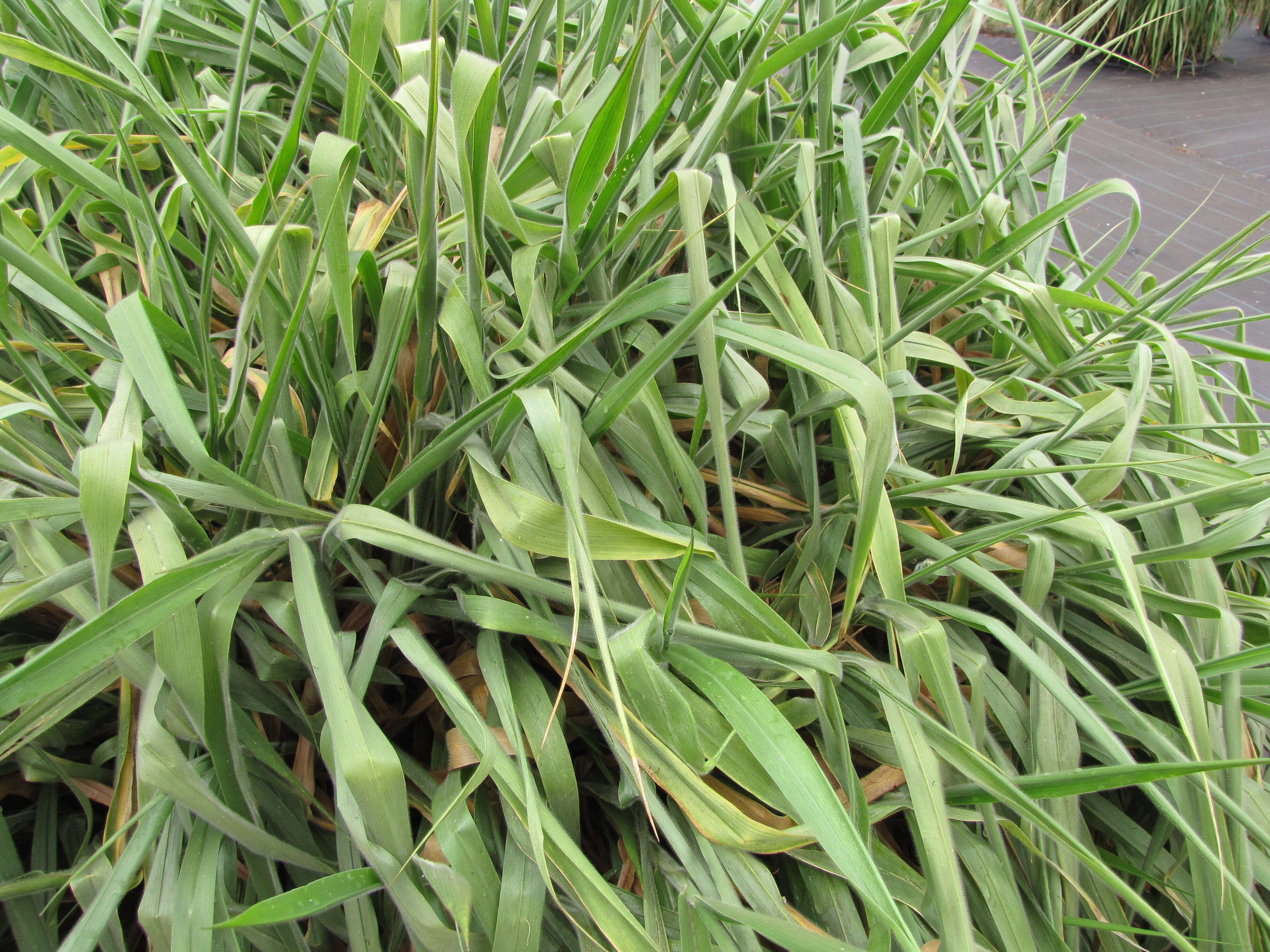 Image of Common signal grass