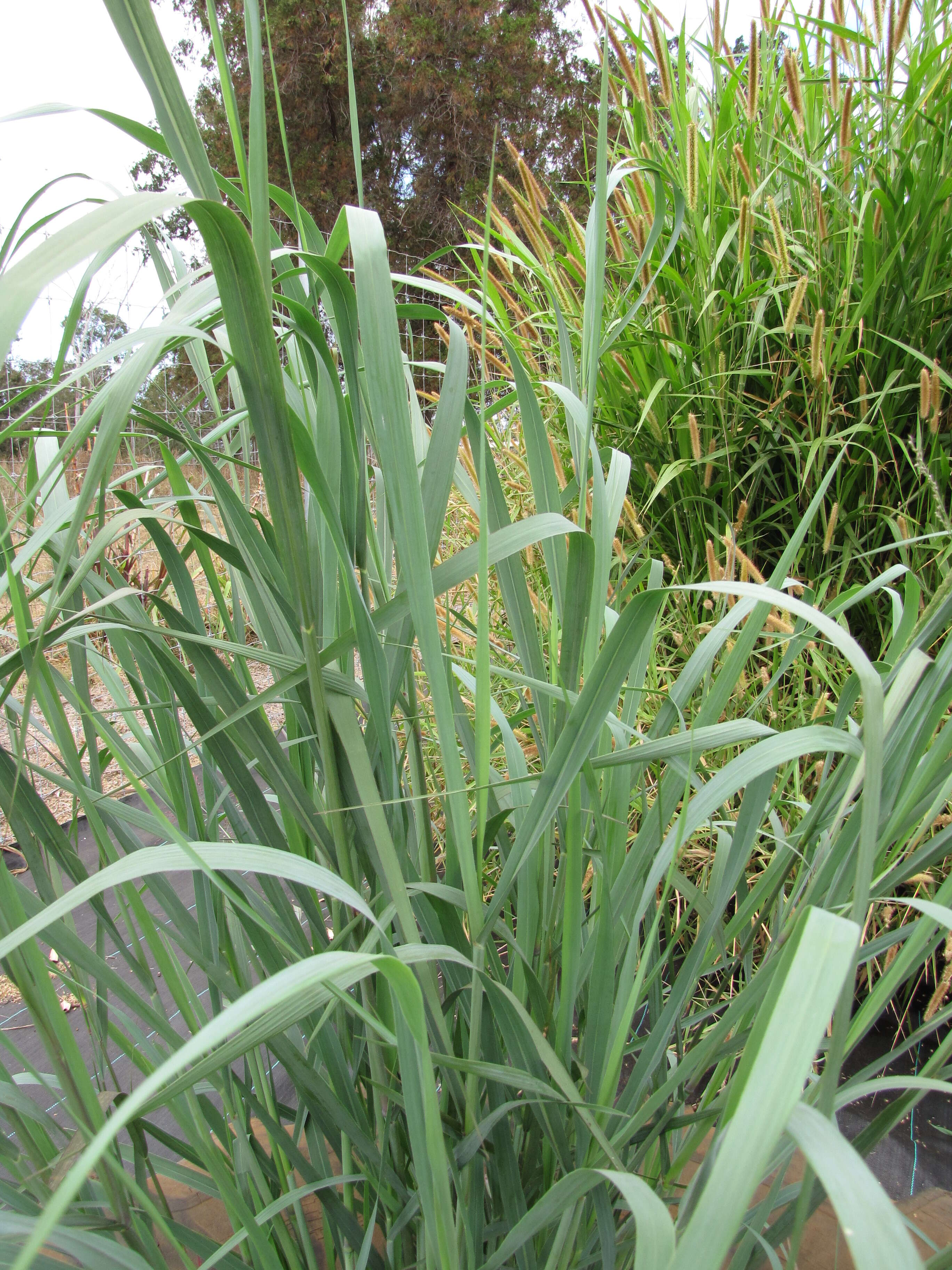 Imagem de Panicum virgatum L.