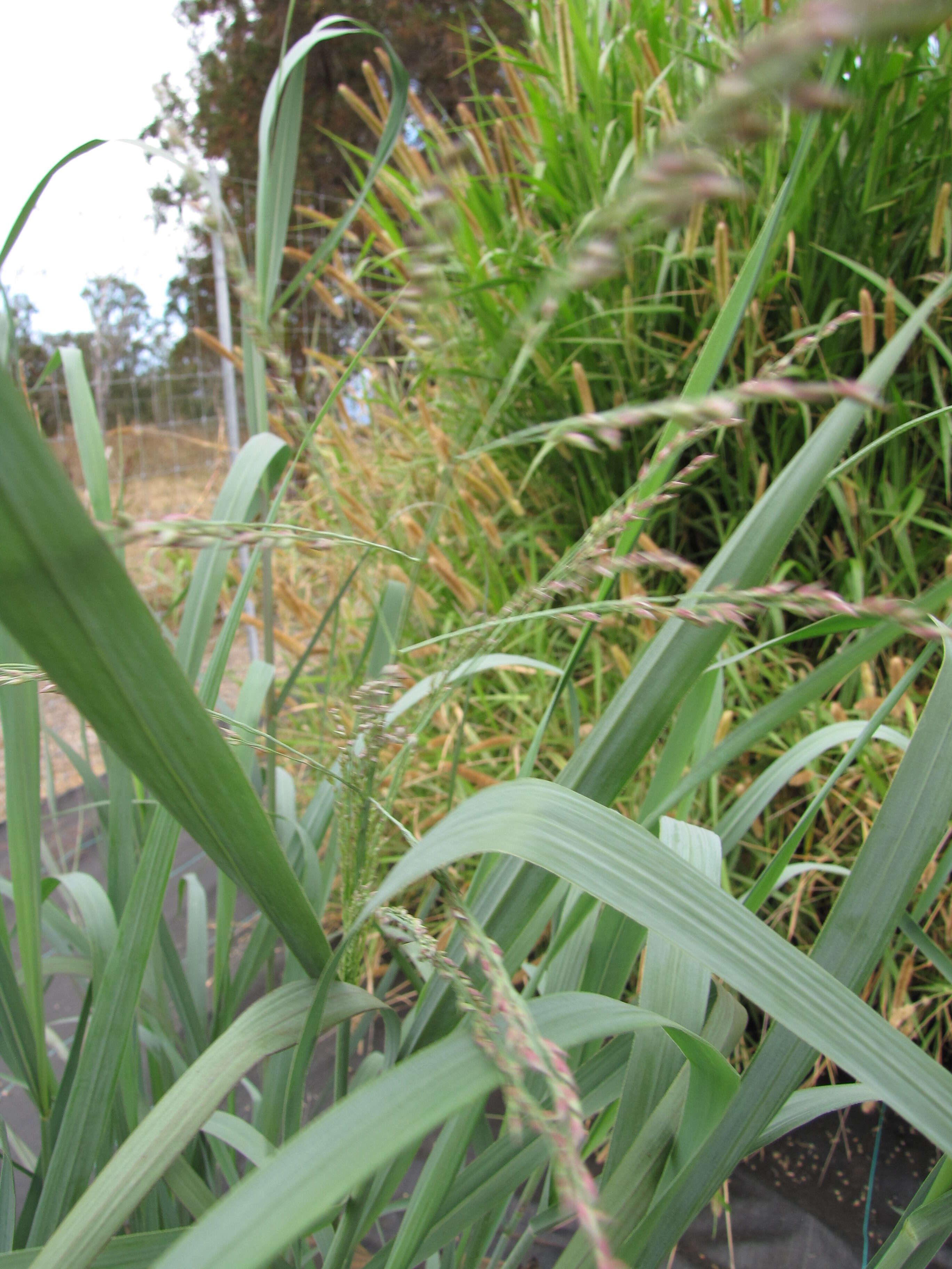 Imagem de Panicum virgatum L.