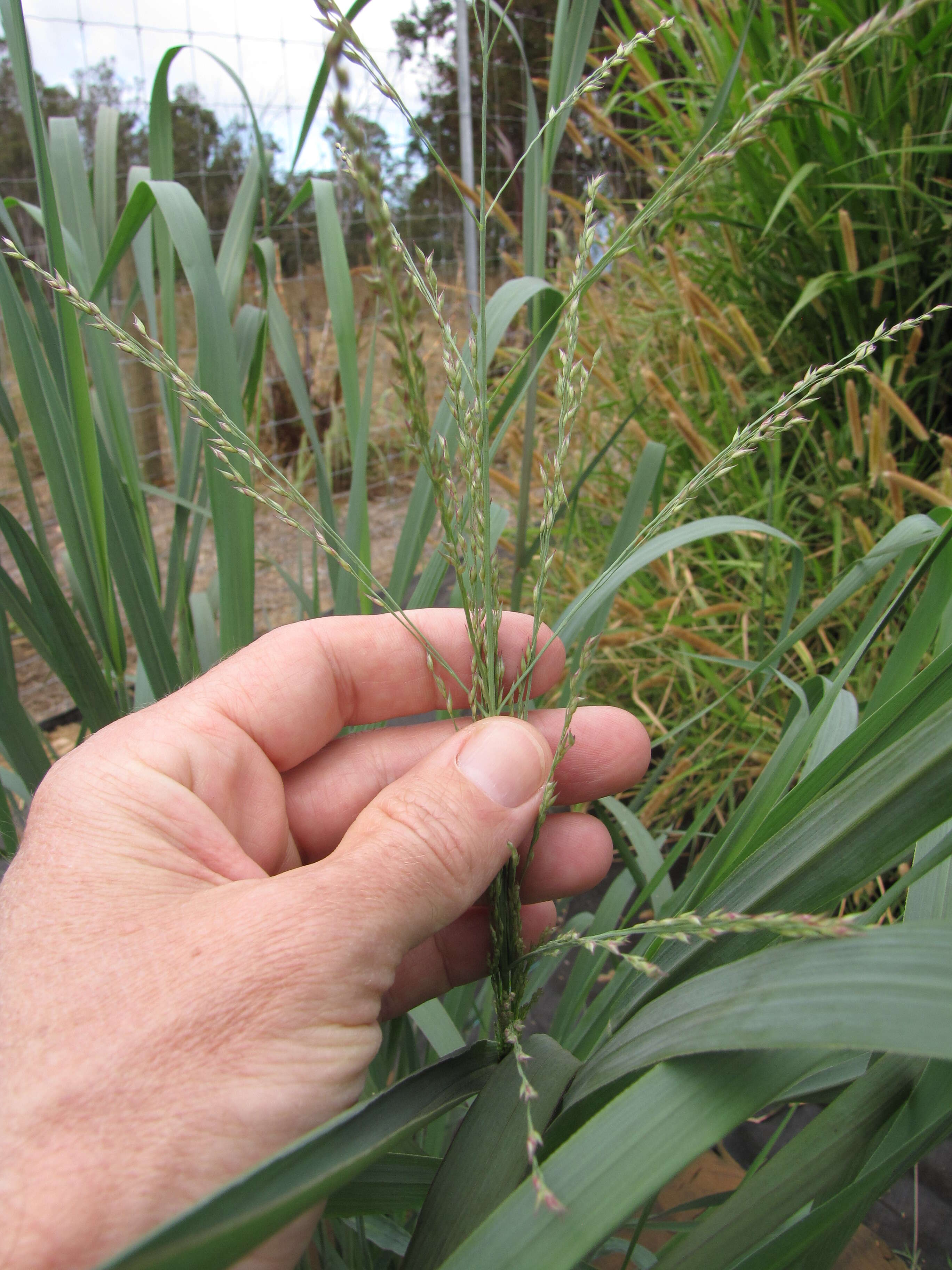 Imagem de Panicum virgatum L.