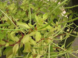 Image of arid-land peperomia