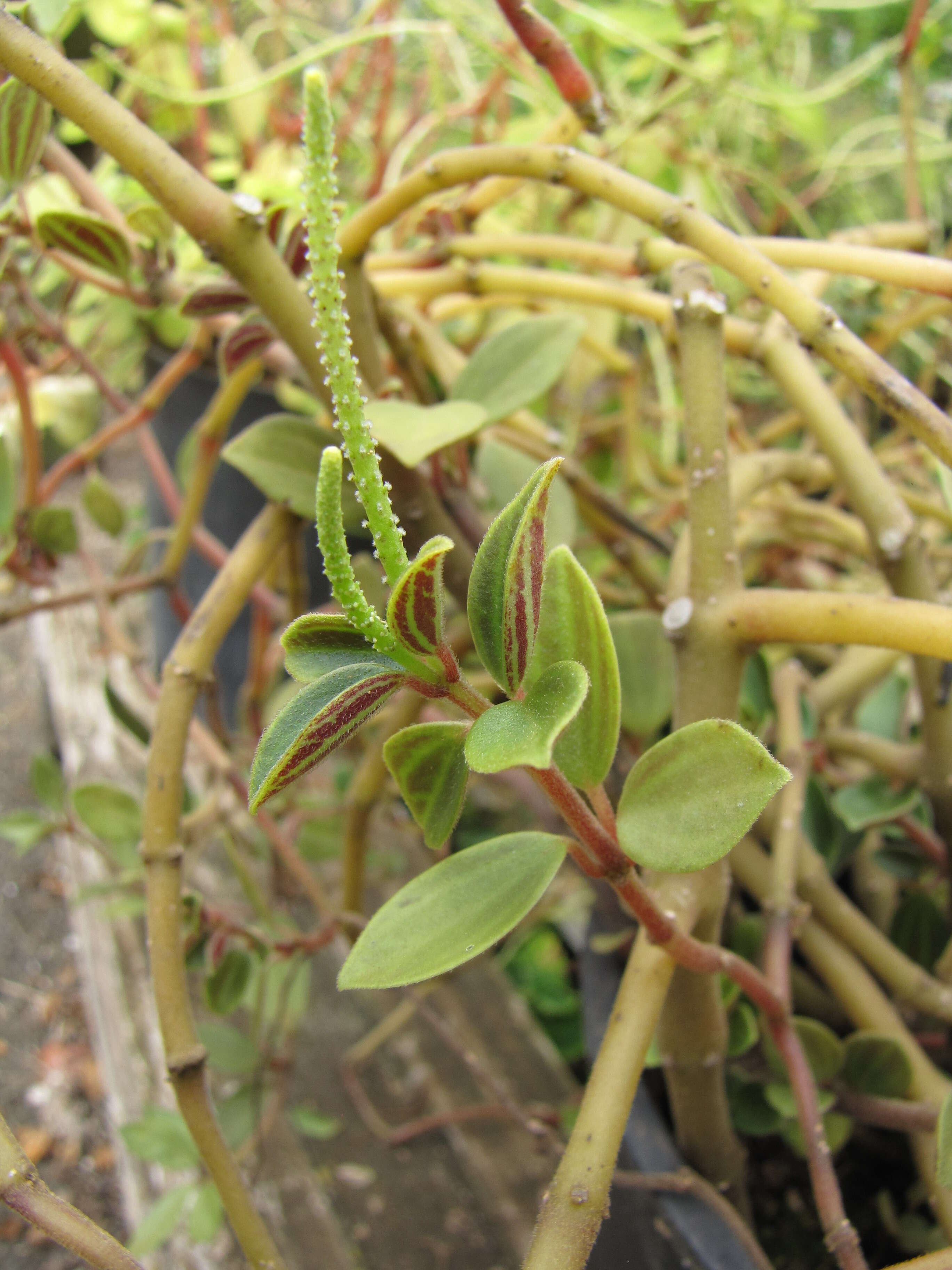 Image of arid-land peperomia