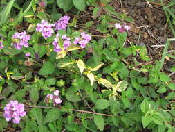 Image of trailing shrubverbena