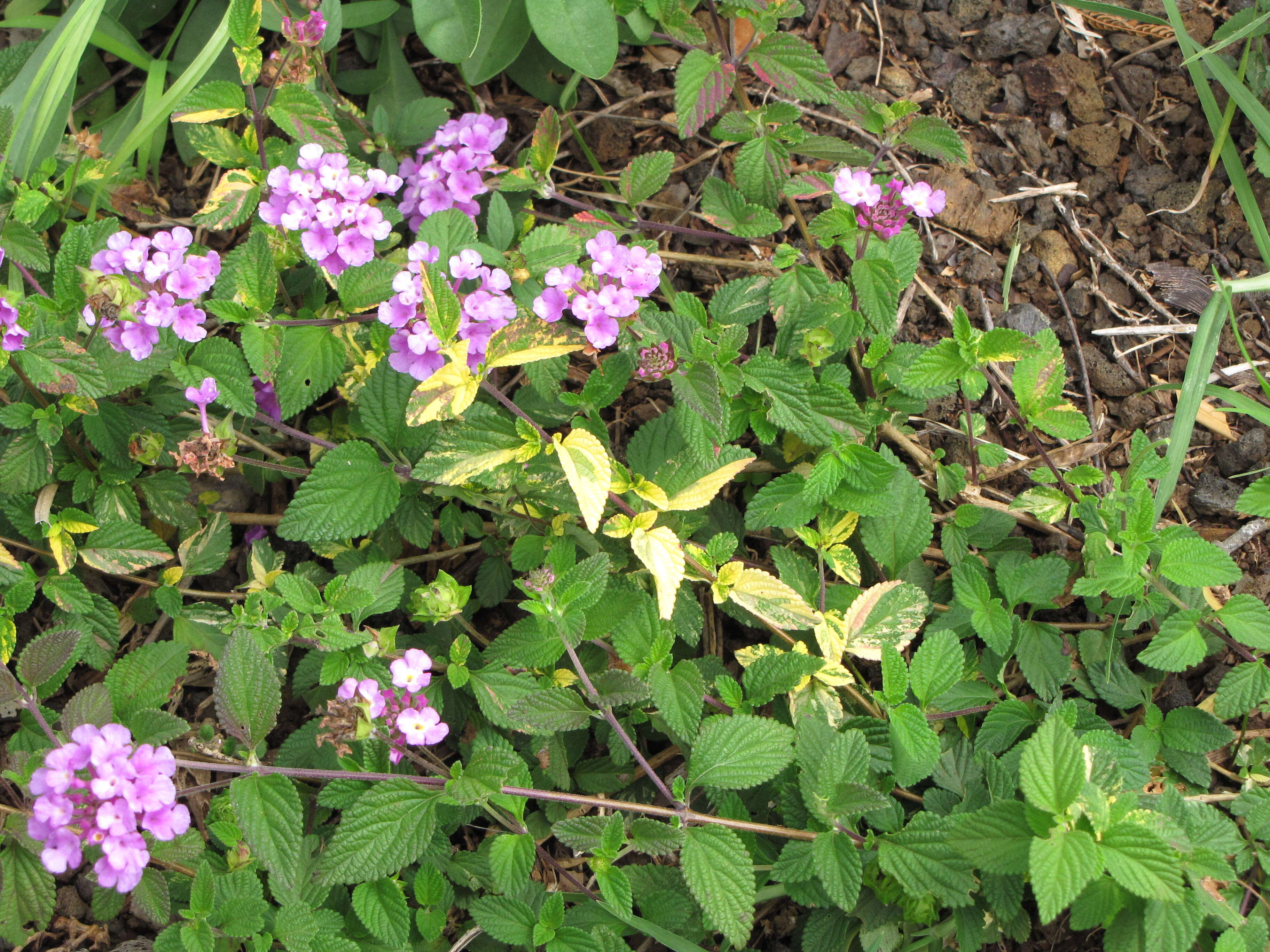 Image of trailing shrubverbena